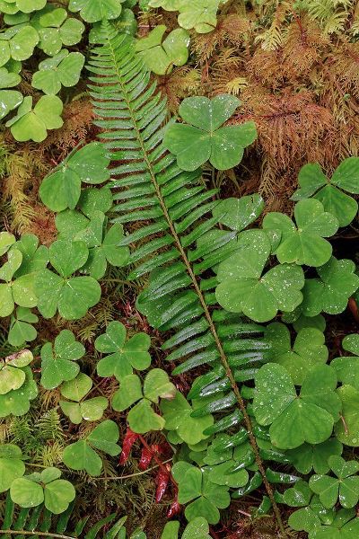 Jones, Adam 아티스트의 Ferns and sorrel on forest floor-Hoh Rainforest-Olympic National Park-Washington State작품입니다.
